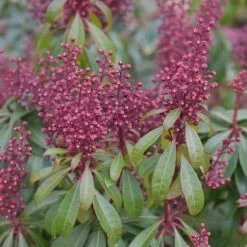 Pieris Japonica Bonfire | 2L Pot