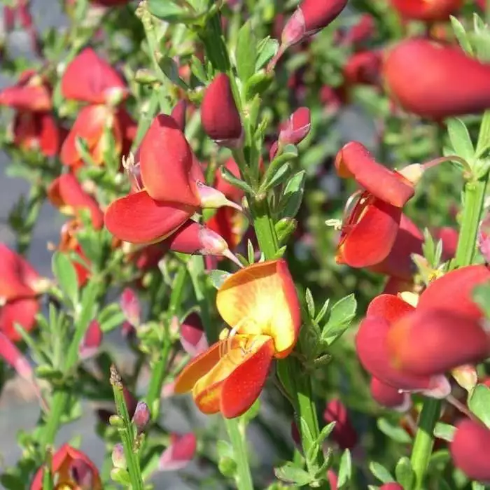 Cytisus Lena | 2L Pot 3 Cytisus Lena | 2L Pot