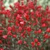Cytisus × Boskoopii Boskoop Ruby | 1.5L Pot -Perennial Plants Sales Store PL30004570 cd1a
