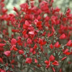 Cytisus × Boskoopii Boskoop Ruby | 1.5L Pot