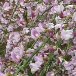 Cytisus Moyclare Pink | 2L Pot