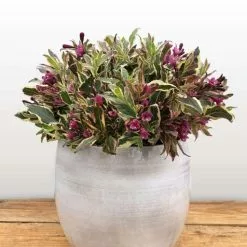 Weigela Florida All Summer Monet ('Verweig 8') (PBR) | 2L Pot
