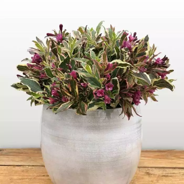 Weigela Florida All Summer Monet ('Verweig 8') (PBR) | 2L Pot 3 Weigela Florida All Summer Monet ('Verweig 8') (PBR) | 2L Pot