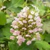 Hydrangea Quercifolia Munchkin | 3L Pot -Perennial Plants Sales Store PL30004591 edef