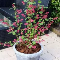 Ribes Sanguineum Amore ('Annys2003') (PBR) | 3L Pot