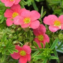 Potentilla Fruticosa Bellissima ('Hachliss') (PBR) | 2L Pot