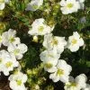 Potentilla Fruticosa Bella Bianca ('Hachbianca') (PBR) | 2L Pot -Perennial Plants Sales Store PL30004594 3bc9