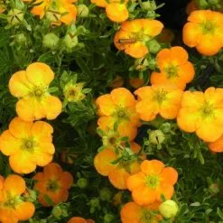 Potentilla Fruticosa Bella Sol ('Hachdon') (PBR) | 2 Litre Pot