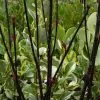 Cornus Alba Kesselringii | 12L Pot