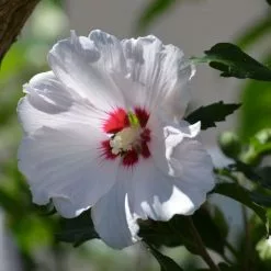 Hibiscus Syriacus Red Heart | 12L Pot