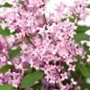 Syringa Bloomerang Pink Perfume ('Pink Perfume') | 12L Pot