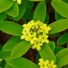 Daphne Gemmata Royal Crown | 1.5L Pot -Perennial Plants Sales Store PL30004609 ff66