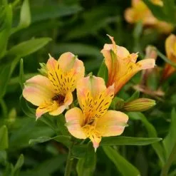 Alstroemeria Jupiter (Planet Series) | 2L Pot