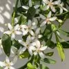 Eriostemon Flower Girl White | 2 Litre Pot 1 Eriostemon Flower Girl White | 2 Litre Pot -Perennial Plants Sales Store PL30004619 a515