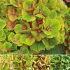 Hydrangea Macrophylla Magical Green Delight ('Hokomagrede') (PBR) (Magical Series) | 2L Pot -Perennial Plants Sales Store PL30004631 48ed
