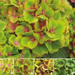 Hydrangea Macrophylla Magical Green Delight ('Hokomagrede') (PBR) (Magical Series) | 2L Pot