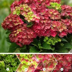 Hydrangea Macrophylla Ruby Tuesday (PBR) | 2L Pot