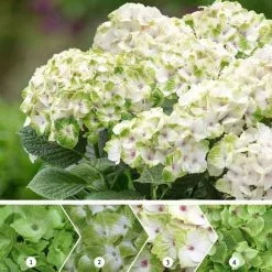 Hydrangea Macrophylla Magical Noblesse ('Hokomano') (PBR) (Magical Series) | 2L Pot