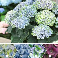 Hydrangea Macrophylla Magical Revolution Blue ('Hokomarevo') (PBR) (Magical Series) | 2L Pot