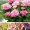 Hydrangea Macrophylla Magical Revolution ('Hokomarevo') (PBR) (Magical Series) | 2L Pot -Perennial Plants Sales Store PL30004635 b565