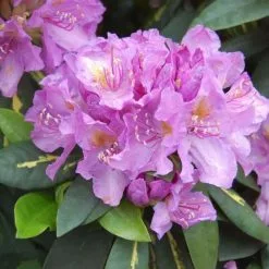 Rhododendron Goldflimmer | 5 Litre Pot