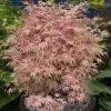 Acer Palmatum Taylor (PBR) | 3L Pot -Perennial Plants Sales Store PL30004669 b2ab