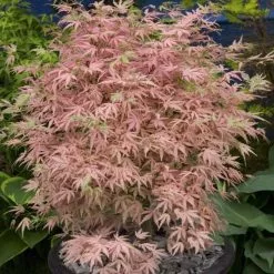 Acer Palmatum Taylor (PBR) | 3L Pot