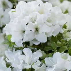 Rhododendron Encore Pure White Julia ('Homlea') (PBR) (Encore Azalea Series) | 3 Litre Pot