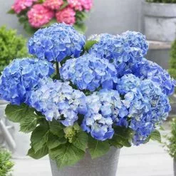 Hydrangea Macrophylla Little Blue | 2L Pot