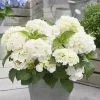 Hydrangea Macrophylla Little White | 2L Pot