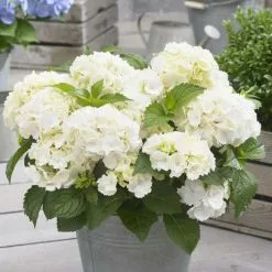 Hydrangea Macrophylla Little White | 2L Pot