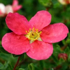 Potentilla Fruticosa Danny Boy ('Lissdan') (PBR) | 2L Pot