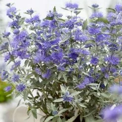 Caryopteris × Clandonensis Sterling Silver ('Lissilv') (PBR) | 2L Pot