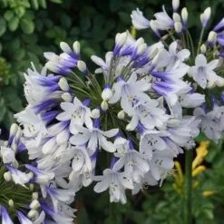 Agapanthus Twister ('Ambic001') (PBR) | 2L Pot