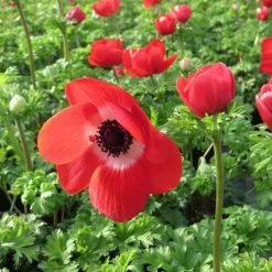 Anemone Coronaria Harmony Scarlet (Harmony Series) | 2 Litre Pot