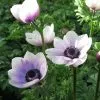 Anemone Coronaria Harmony Pearl (Harmony Series) | 2 Litre Pot -Perennial Plants Sales Store PL30004847 8a8f