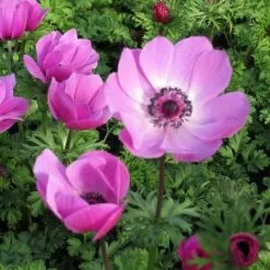 Anemone Coronaria Harmony Orchid (Harmony Series) | 2 Litre Pot
