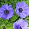 Anemone Coronaria Harmony Blue (Harmony Series) | 2 Litre Pot -Perennial Plants Sales Store PL30004849 deb5