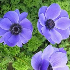 Anemone Coronaria Harmony Blue (Harmony Series) | 2 Litre Pot