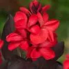 Canna Red | 3 Litre Aquatic Pot -Perennial Plants Sales Store PL30004857 70b8