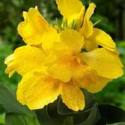 Canna Yellow | 3 Litre Aquatic Pot
