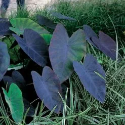 Colocasia Esculenta Black Magic | 11cm Pot