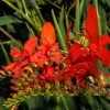 Crocosmia Mistral | 2 Litre Pot -Perennial Plants Sales Store PL30004871 9f0f