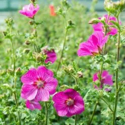 Anisodontea Capensis Elegans Princess ('Oostani') (PBR) | 2 Litre Pot