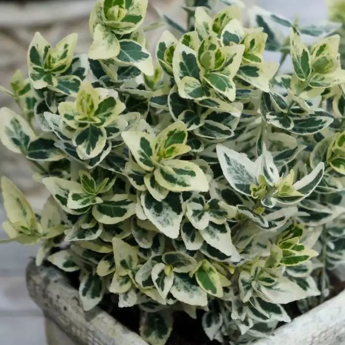 Euonymus Fortunei Dan's Delight ('Dandel') (PBR) | 2L Pot 3 Euonymus Fortunei Dan's Delight ('Dandel') (PBR) | 2L Pot