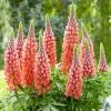 Lupinus Towering Inferno (PBR) | 2 Litre Pot -Perennial Plants Sales Store PL30004894 fa6d