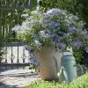 Hydrangea Boléro Blue (PBR) | 2L Pot -Perennial Plants Sales Store PL30004899 6e0e