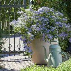 Hydrangea Boléro Blue (PBR) | 2L Pot