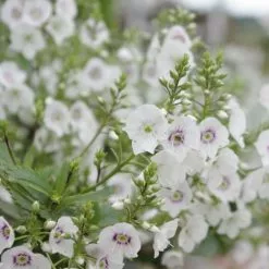 Parahebe Catarractae Avalanche (PBR) | 2 Litre Pot