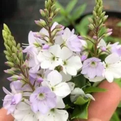 Parahebe Catarractae Pink Avalanche | 2L Pot